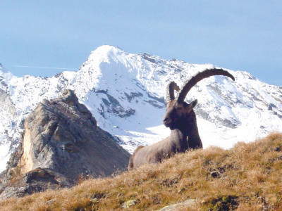 trophy hunting throwing the hunters net wider