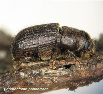 bark beetle outbreak imperils pine production bark beetle outbreak imperils pine production