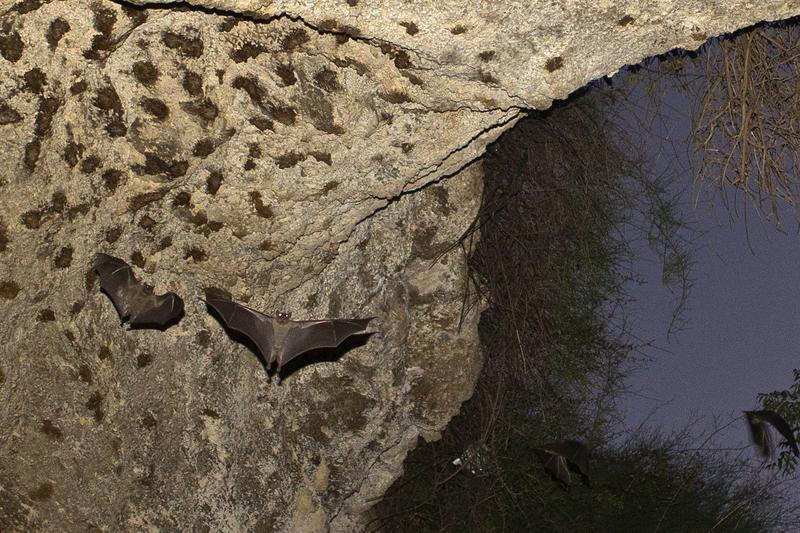 bats fly in a cave in herzliya near tel aviv july 31 2012 photo reuters file