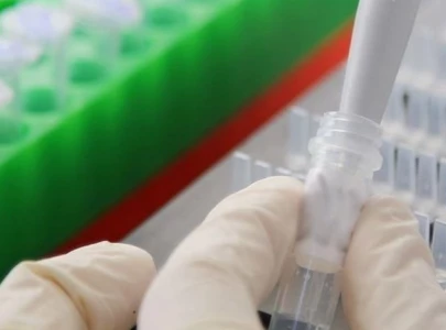 south korea reports african swine fever in gyeonggi