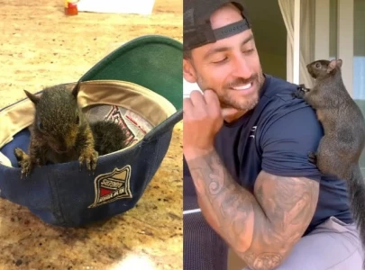 treated like a terrorist p nut the squirrel s owner devastated as state raid leads to euthanasia