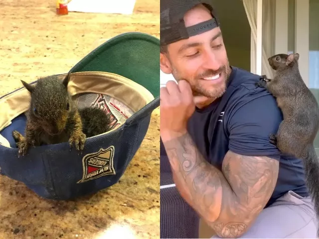 treated like a terrorist p nut the squirrel s owner devastated as state raid leads to euthanasia