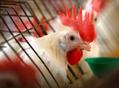 bird flu spread raises concern over chicken culling disposal bird flu spread raises concern over chicken culling disposal