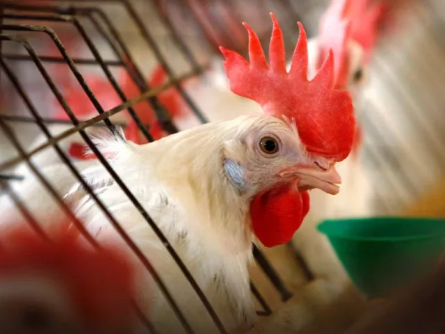 1 2 a caged hen feeds at an egg farm in san diego county in this picture taken july 29 2008 photo reuters 1 2 a caged hen feeds at an egg farm in san diego county in this picture taken july 29 2008 photo reuters