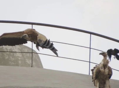 rare vulture sighting thrills bird watchers