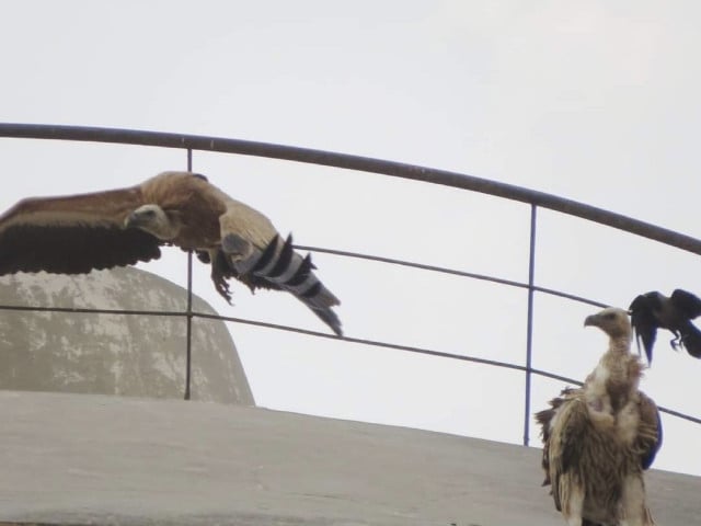 eurasian and himalayan vultures were observed in a housing society located in the southwest area of lahore photo express news