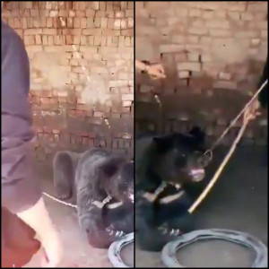 tiktok video spurs quest for chained bear s freedom tiktok video spurs quest for chained bear s freedom