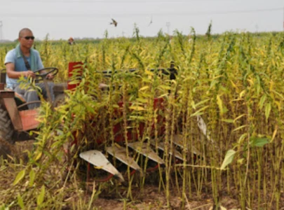 agriculture experts encourage timely sesame cultivation