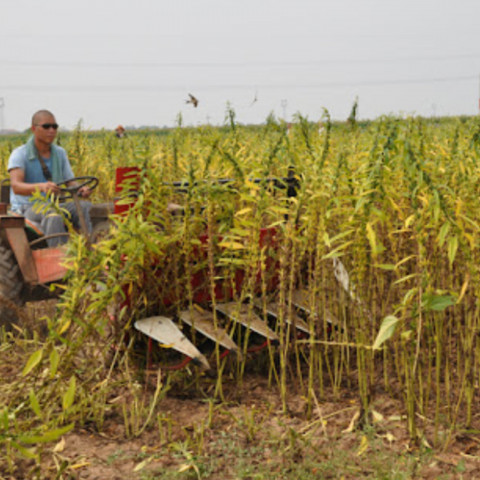 agriculture experts encourage timely sesame cultivation agriculture experts encourage timely sesame cultivation