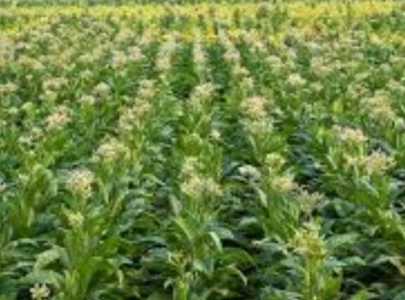 provincial development cess rejected provincial development cess rejected