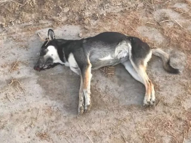 animal cruelty in bahrain sparks online backlash animal cruelty in bahrain sparks online backlash