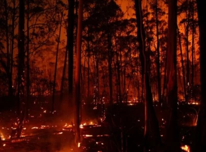massive wildfire devastates 20 of brazilian forest