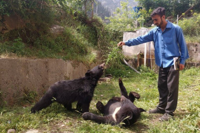 rescued bear undergoes surgery rescued bear undergoes surgery