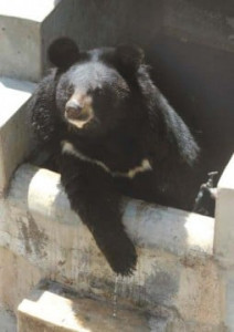 rescued bear becomes a beacon of hope rescued bear becomes a beacon of hope