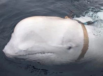beluga whale hvaldimir speculated to be a russian spy found dead in norway beluga whale hvaldimir speculated to be a russian spy found dead in norway