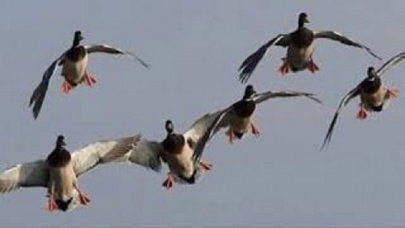 call for ban on bird hunting call for ban on bird hunting