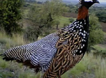 seasonal bird hunting allowed on weekends seasonal bird hunting allowed on weekends