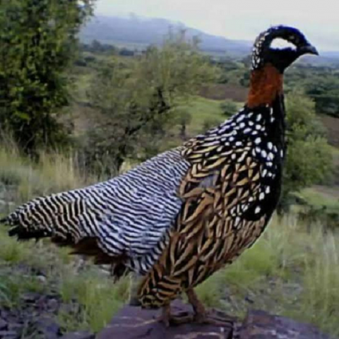 seasonal bird hunting allowed on weekends seasonal bird hunting allowed on weekends