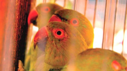 citizens urged to keep pets safe in heat citizens urged to keep pets safe in heat