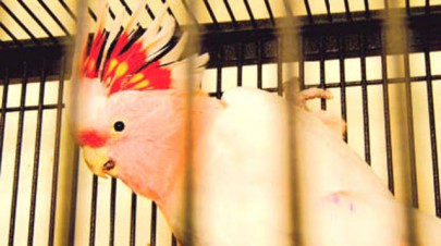 biotechnology finally a sex test for birds