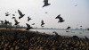 migratory birds face growing threats in pakistan wwf