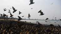 at least six indian states have stepped up efforts to contain two strains of bird flu after the deaths of thousands of migratory birds ducks crows and chickens photo afp file