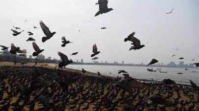india to cull tens of thousands of birds over avian flu outbreak