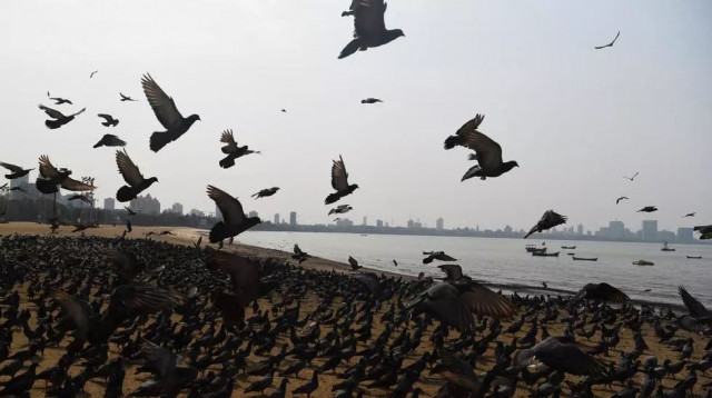 india to cull tens of thousands of birds over avian flu outbreak india to cull tens of thousands of birds over avian flu outbreak