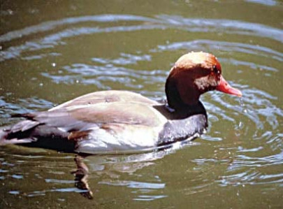 bird species dying as hunting season begins