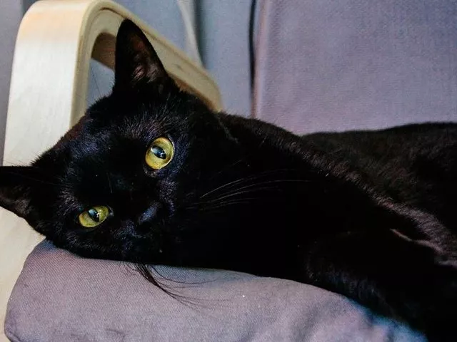black cat bad omen notion hard to break in cameroon black cat bad omen notion hard to break in cameroon