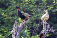 pindi bans black partridge keeping pindi bans black partridge keeping