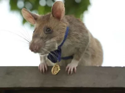 bomb sniffing rat retires after award winning cambodian career