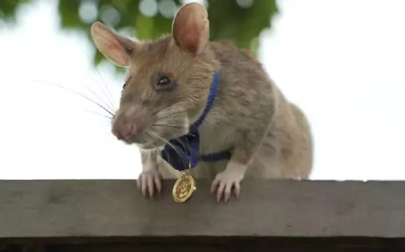 magawa is set for a well deserved retirement of bananas and peanuts photo afp magawa is set for a well deserved retirement of bananas and peanuts photo afp