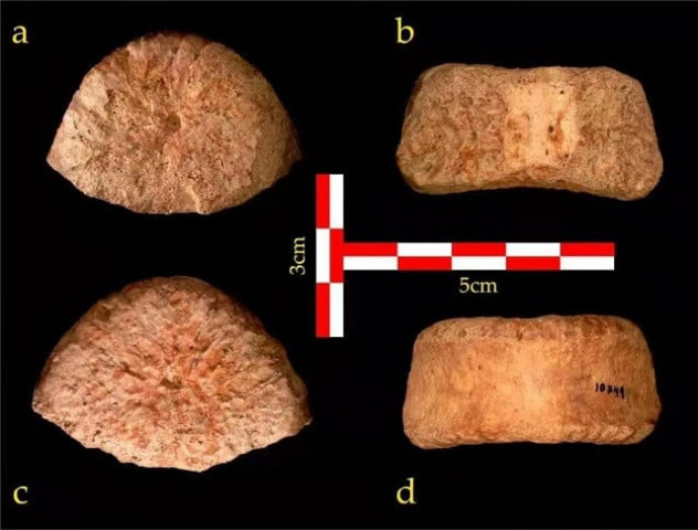israel discovers 1 5 million year old bone of human ancestor israel discovers 1 5 million year old bone of human ancestor