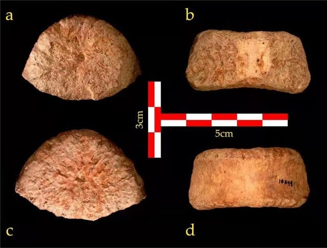 photo provided by israel s bar ilan university shows the 1 5 million year old human vertebra discovered in israel s jordan valley photo xinhua