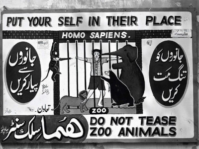 amean j animal kingdom amean j animal kingdom