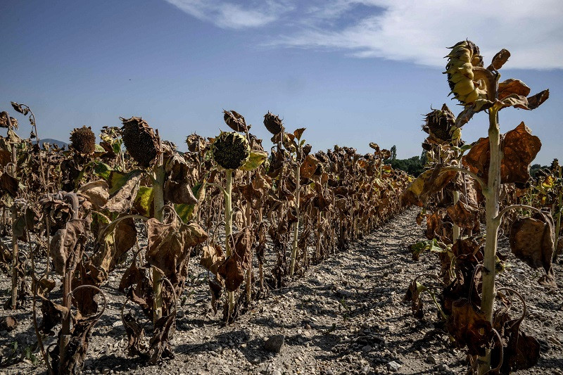 burnt sunflowers in a field during a heat wave in the suburbs of puy saint martin village southeastern france on august 22 2023 where the temperature reached 43c photo afp