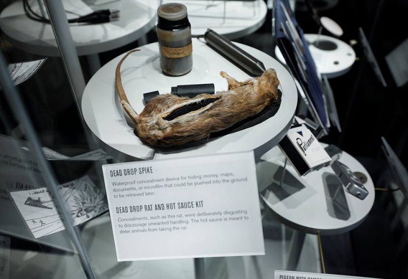 A dead drop rat and other tools used in spycraft are on display at the newly revamped Central Intelligence Agency museum. PHOTO: REUTERS