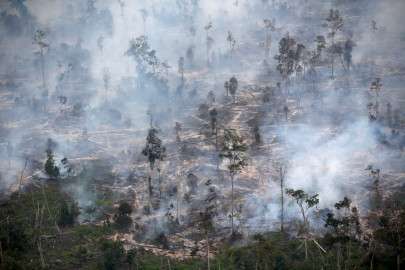 trees worth millions reduced to ashes in forest fire