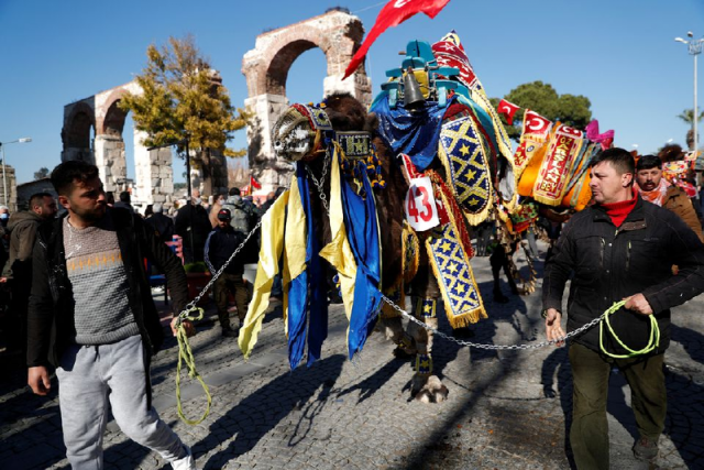 a wrestling camel adorned with colourful ornaments is paraded during the camel beauty contest ahead of the annual 40th efes selcuk camel wrestling festival in the aegean town of selcuk near izmir turkey january 15 2022 photo reuters a wrestling camel adorned with colourful ornaments is paraded during the camel beauty contest ahead of the annual 40th efes selcuk camel wrestling festival in the aegean town of selcuk near izmir turkey january 15 2022 photo reuters