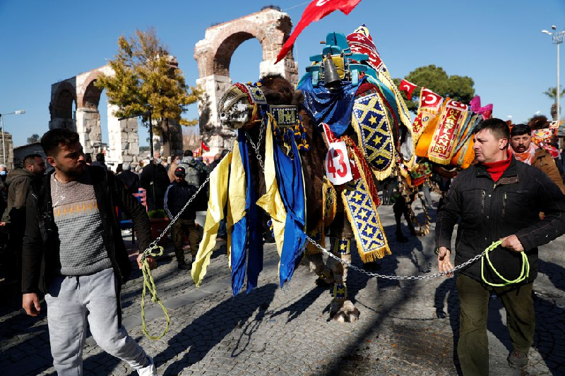 a wrestling camel adorned with colourful ornaments is paraded during the camel beauty contest ahead of the annual 40th efes selcuk camel wrestling festival in the aegean town of selcuk near izmir turkey january 15 2022 photo reuters