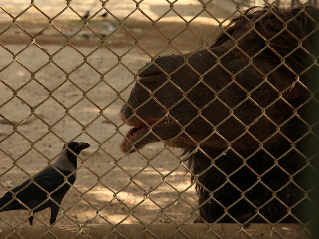 karachi zoo crows pick at bactrian camel s wounds