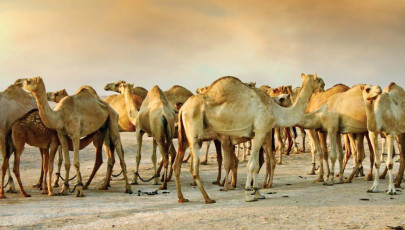 camels dying from virus in cholistan