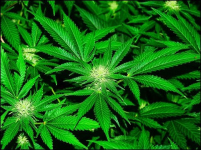 taliban ban cannabis cultivation across afghanistan taliban ban cannabis cultivation across afghanistan