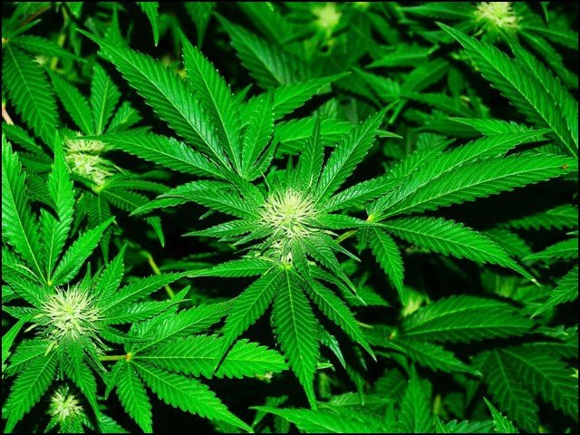 Taliban ban cannabis cultivation in Afghanistan