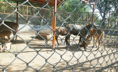 miracle garden opens for public