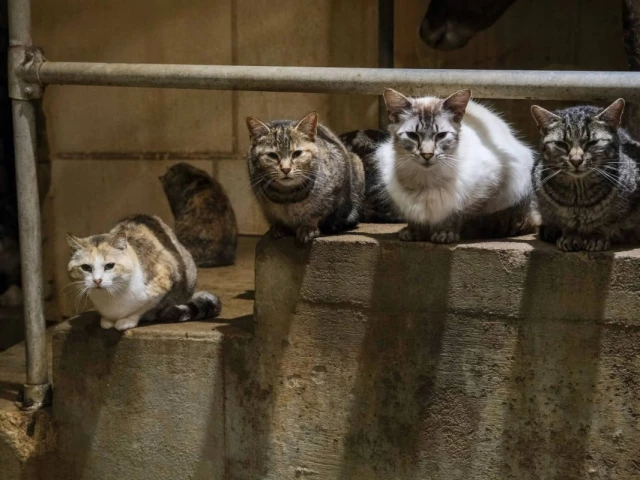new bird flu mutation discovered in us as cat infections cause alarm