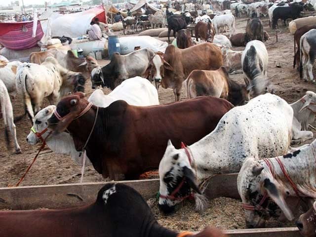 officials booked for setting up illegal cattle market