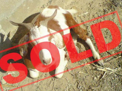 online firms offer animal sacrifice services