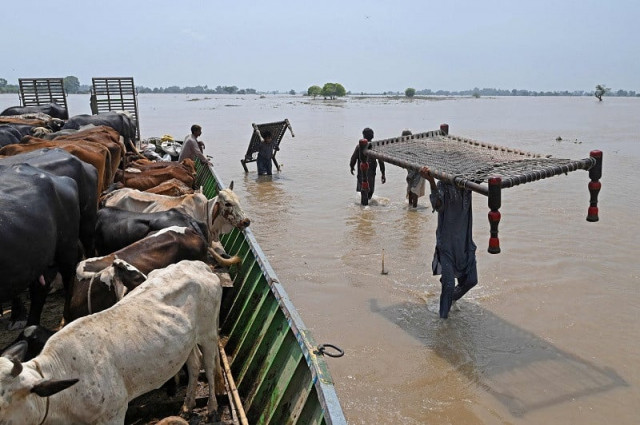 people with cattle their belongings wade through the flood affected area of chanda singh wala village in kasur district on august 22 2023 photo afp people with cattle their belongings wade through the flood affected area of chanda singh wala village in kasur district on august 22 2023 photo afp